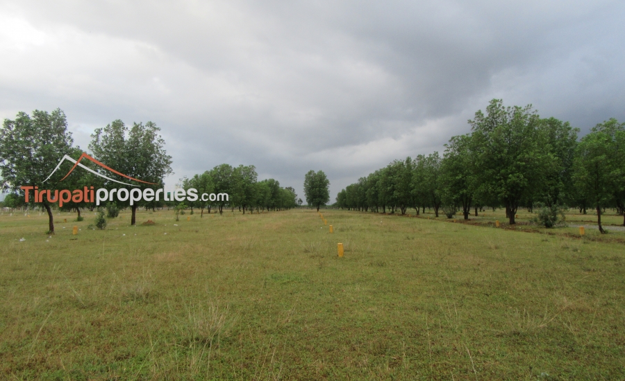 DTCP Approved Plots for Sale at Pangur to Sri Kalahasthi 100’ft Road